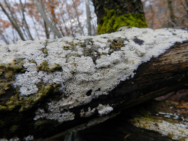 Hyphodontia sp.?? (Schizopora paradoxa)